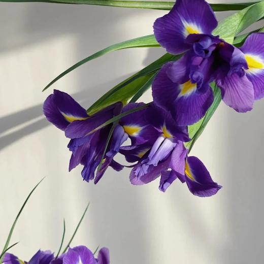 鸢尾花    紫色  10支/扎 以实物为准 云南基地发货（价格已包含包装费用） 运费以实际为准，多退少补。 商品图1