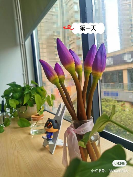 睡莲3支一份 商品图0