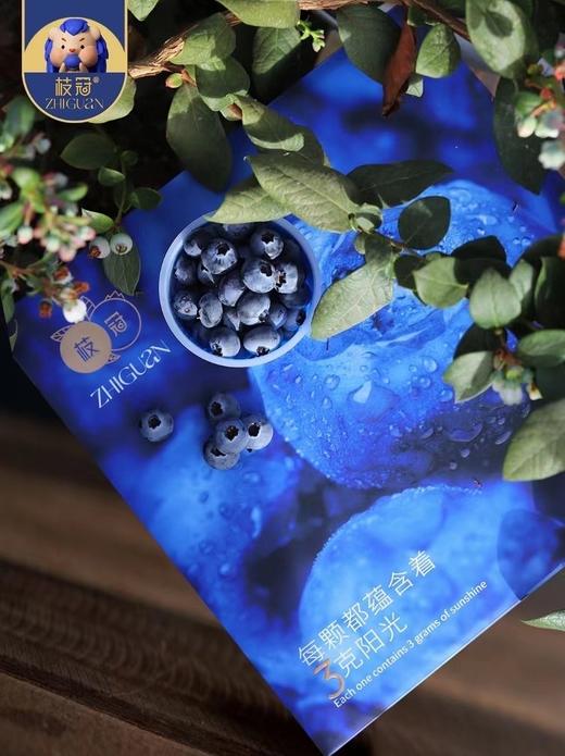 枝冠超能杯蓝莓 商品图0