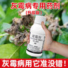 40%嘧霉胺名灰灰霉病专杀蒜薹韭菜黄瓜杀菌剂农药灰霉病专用药剂 商品缩略图2