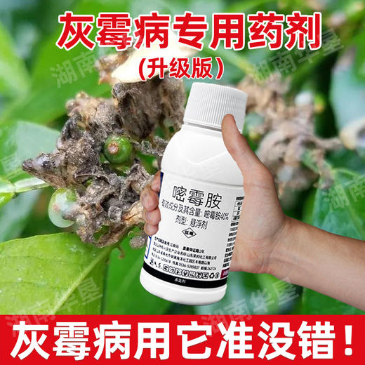 40%嘧霉胺名灰灰霉病专杀蒜薹韭菜黄瓜杀菌剂农药灰霉病专用药剂 商品图2