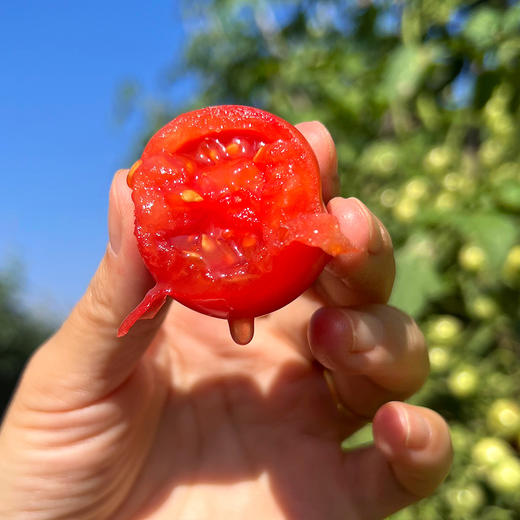 特惠活动『攀枝花露天小番茄』自有番茄园专属种植，酸甜爽口，鲜嫩爆浆 商品图3