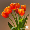 郁金香橙色 商品缩略图1