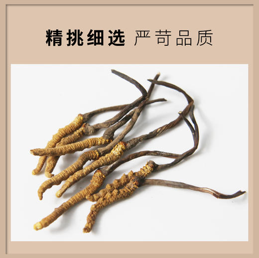 精选3000条虫草16克礼盒装 商品图1