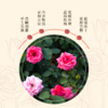 重瓣玫瑰花精挑大朵玫瑰花茶·湖畔居 商品缩略图2