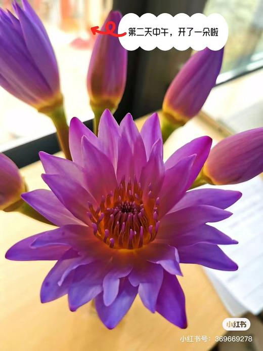 睡莲3支一份 商品图2