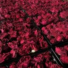 【“花中皇后” 颗颗饱满】云南高山 墨红玫瑰花冠茶 商品缩略图0