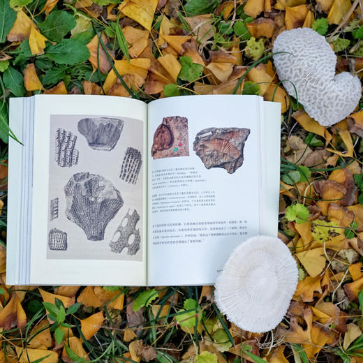 达尔文的化石——构成进化论的诸发现 商品图6