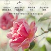 花觅记高山玫瑰向阳香氛沐浴油 商品缩略图5