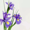 鸢尾花    紫色  10支/扎 以实物为准 云南基地发货（价格已包含包装费用） 运费以实际为准，多退少补。 商品缩略图0