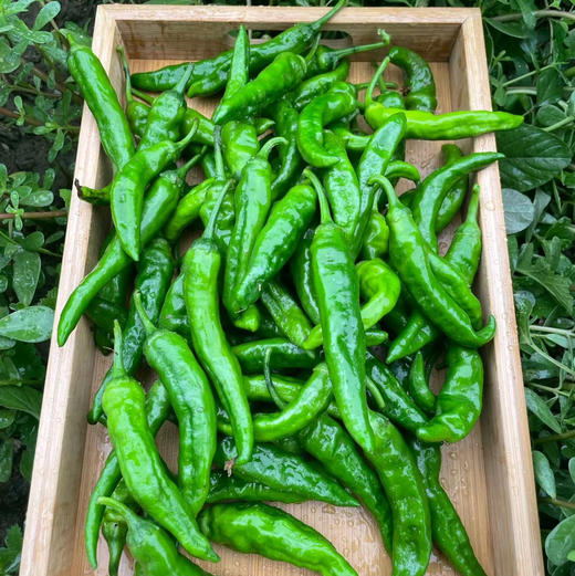 樟树港辣椒，中国农产品地理标志，湖南省岳阳市湘阴县特产，小镇盛产的辣椒蜚声全国
前期微辣香甜，中期中辣香脆，后期辣而兼香  皮肉不分离，具有香、脆、甜等特征
清脆柔软，独具清香，口感极佳！1斤/份 商品图2