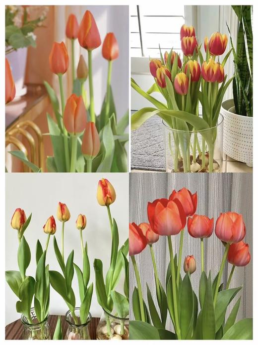 【AN】郁金香种球精品套装  植树节☘️拥抱春日💕 商品图1