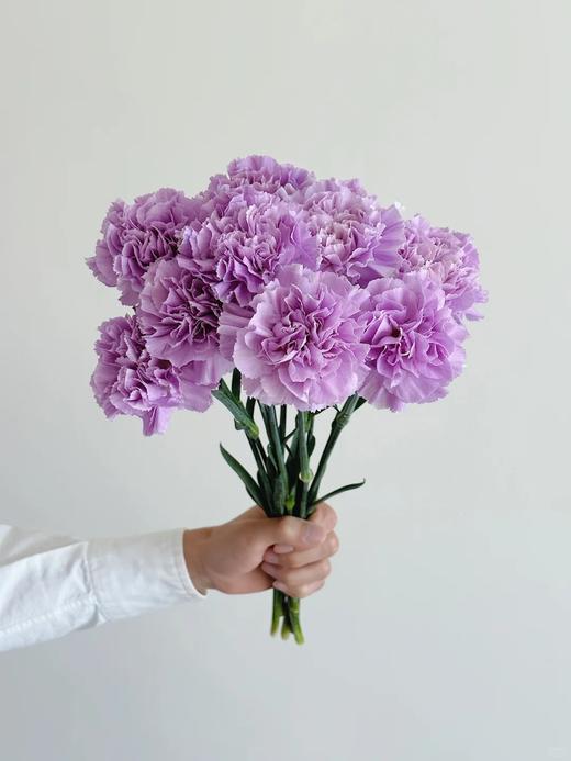 荷兰进口Moonaqua紫色康乃馨10支 商品图7