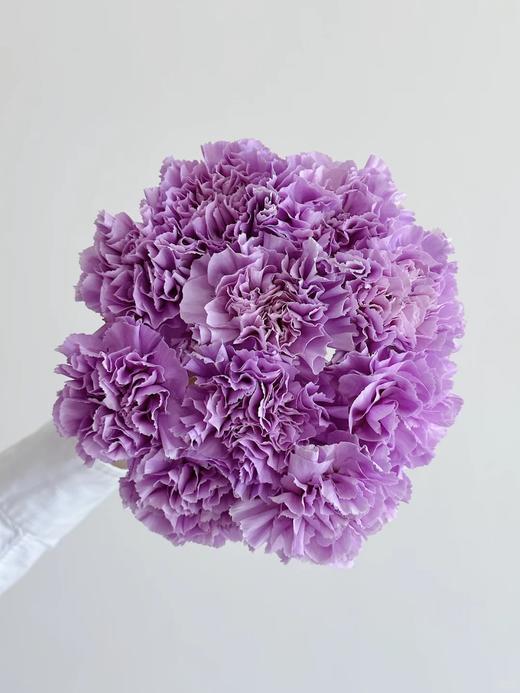 荷兰进口Moonaqua紫色康乃馨10支 商品图6