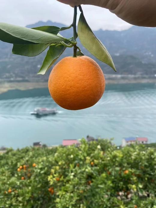 周日取货：【今晚橙】一箱毛重3斤左右，高糖甜橙，橙味浓郁。 商品图5