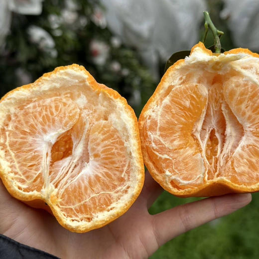 晓橘春见耙耙柑顺丰京东快递包邮下单从四川发货 商品图6