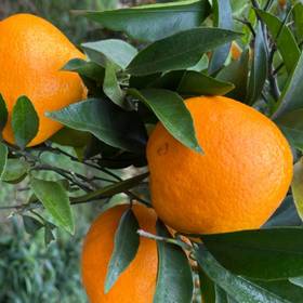 四川耙耙柑小果 2.5kg