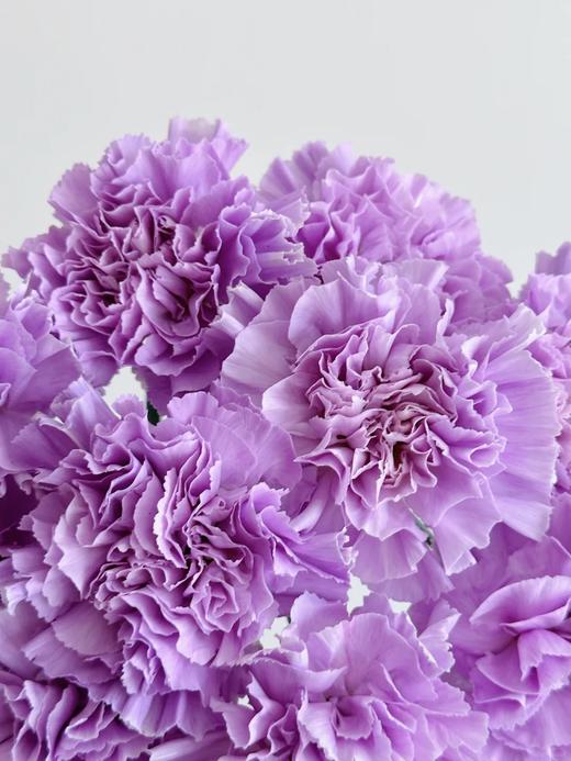 荷兰进口Moonaqua紫色康乃馨10支 商品图8