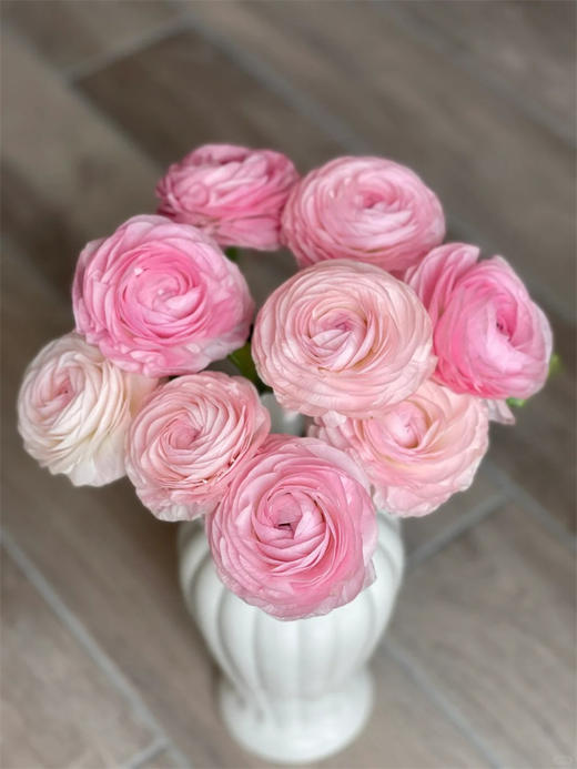 塞纳河洋牡丹鲜切花5支新品上市 商品图2