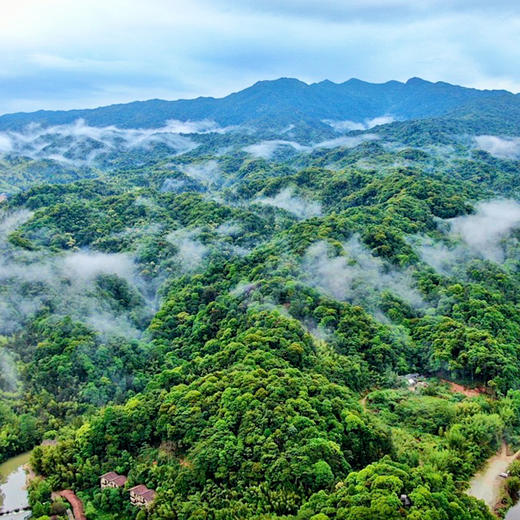 【618导火索】【六爷-五一茶】2023年头春头采古茶 余味悠长的山野韵，沁入肺腑的清香感~云南普洱茶生茶357克/饼 拍5发6拍20发25 商品图5