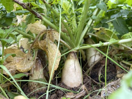 白萝卜1份（500g以上）（因季节雨水原因，略带口味哦~） 商品图5
