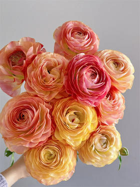 日系极光洋牡丹10支XF