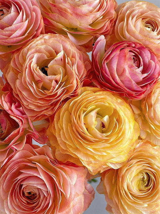 日系极光洋牡丹10支XF 商品图1