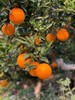 周日取货：【今晚橙】一箱毛重3斤左右，高糖甜橙，橙味浓郁。 商品缩略图6