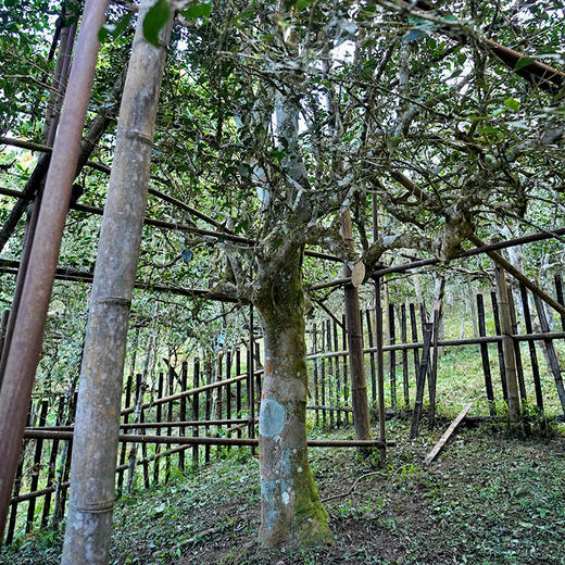 【618导火索】【六爷-五一茶】2023年头春头采古茶 余味悠长的山野韵，沁入肺腑的清香感~云南普洱茶生茶357克/饼 拍5发6拍20发25 商品图8