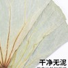 干荷叶 商品缩略图3