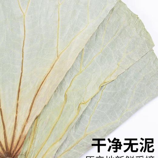 干荷叶 商品图3
