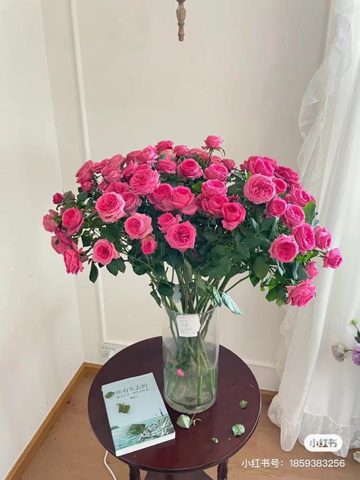 苏菲宝贝10支 商品图0