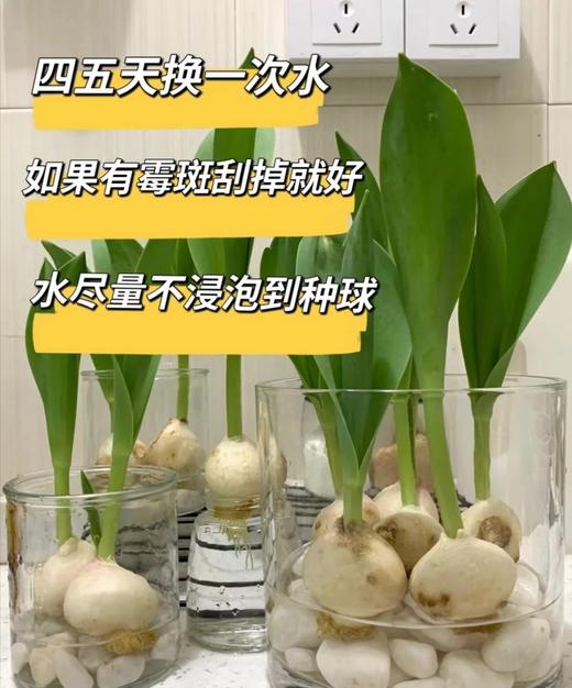 【AN】郁金香种球精品套装  植树节☘️拥抱春日💕 商品图7