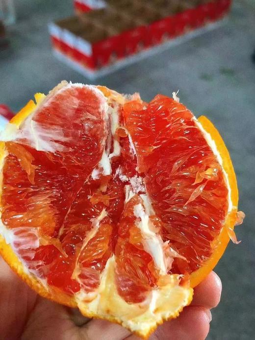 中华红橙 商品图1