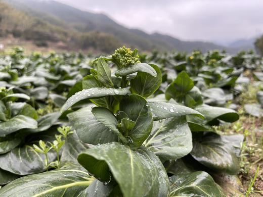 青菜心/老品种青菜心（400g）因季节原因，不用化肥的叶菜会略带苦味哦！ 商品图5
