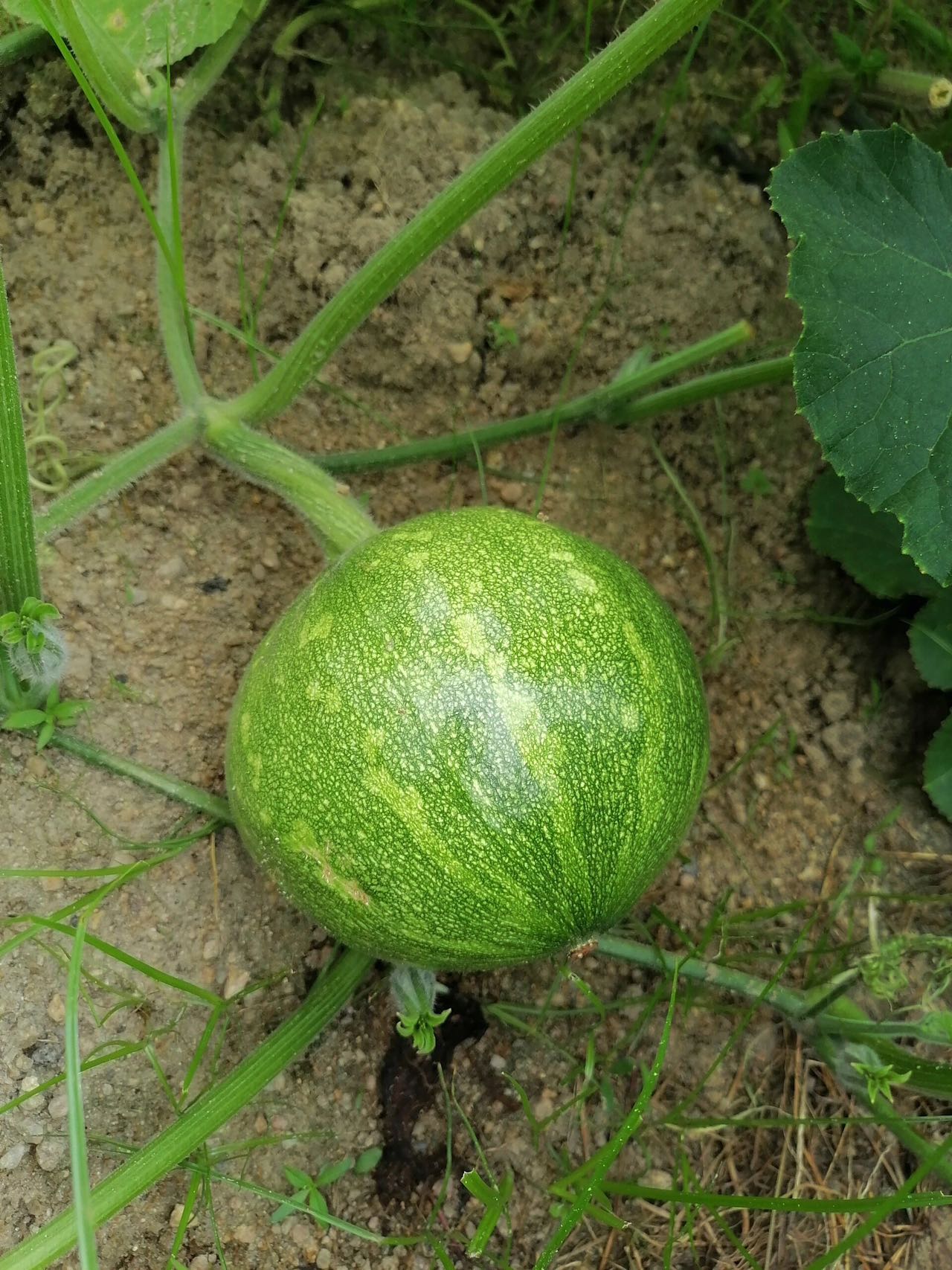 周三取货:【无蔓嫩南瓜】一袋2斤左右,又称西葫芦,清香可口营养丰富!