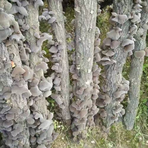 深山黑木耳250g*2 商品图2