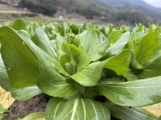 青菜心/老品种青菜心（400g）因季节原因，不用化肥的叶菜会略带苦味哦！ 商品图7