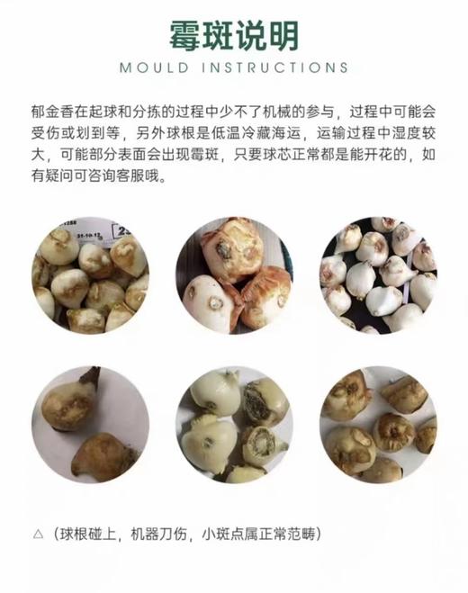 【AN】郁金香种球精品套装  植树节☘️拥抱春日💕 商品图4