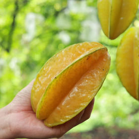 福建树上熟软枝杨桃顺丰京东快递包邮下单从福建发货