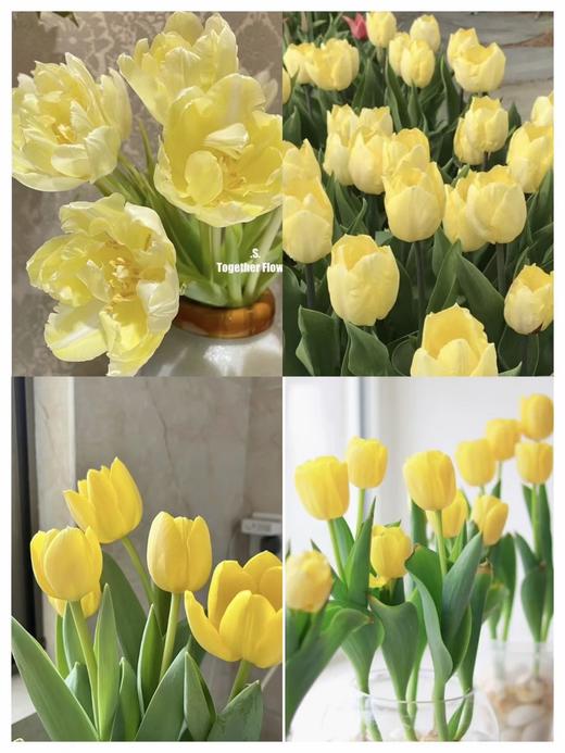 【AN】郁金香种球精品套装  植树节☘️拥抱春日💕 商品图2