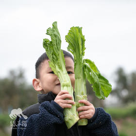 生态棒菜 | 绿家自产*Eco-crassicaulis mustard | Self-production