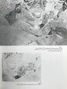 古代秘鲁壁画图集 约百余幅插图 精装16开 商品缩略图14