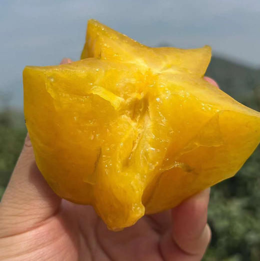 福建树上熟软枝杨桃顺丰京东快递包邮下单从福建发货 商品图4