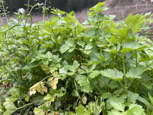 芹菜（400g）【老品种芹菜】因季节原因，不用化肥的叶菜会略带苦味哦！ 商品图1