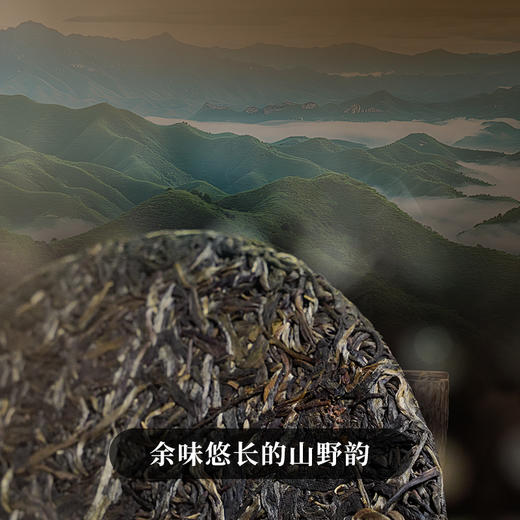 【618导火索】【六爷-五一茶】2023年头春头采古茶 余味悠长的山野韵，沁入肺腑的清香感~云南普洱茶生茶357克/饼 拍5发6拍20发25 商品图6
