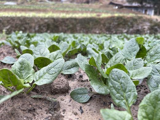 菠菜/老品种菠菜（400g）因季节原因，不用化肥的叶菜会略带苦味哦！ 商品图4