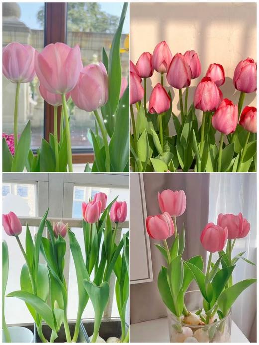 【AN】郁金香种球精品套装  植树节☘️拥抱春日💕 商品图3