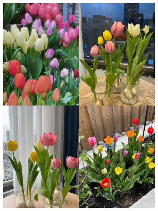 【AN】郁金香种球精品套装  植树节☘️拥抱春日💕 商品图5