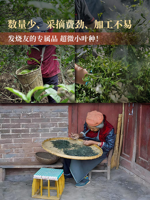 【猫耳朵】2024年易武头春古树贡茶倚邦中的"小妖精"仅有0.01％的人喝过！云南小叶种之蕞普洱茶生茶357g/饼 拍5发6 商品图2